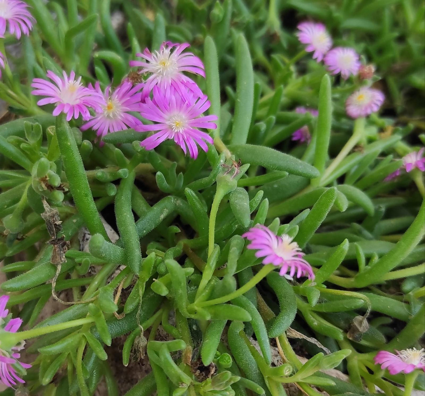 ראש דלוספרמה