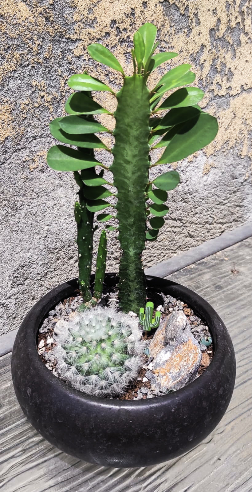 סוקולנטיים וקקטוסים מעוצבים