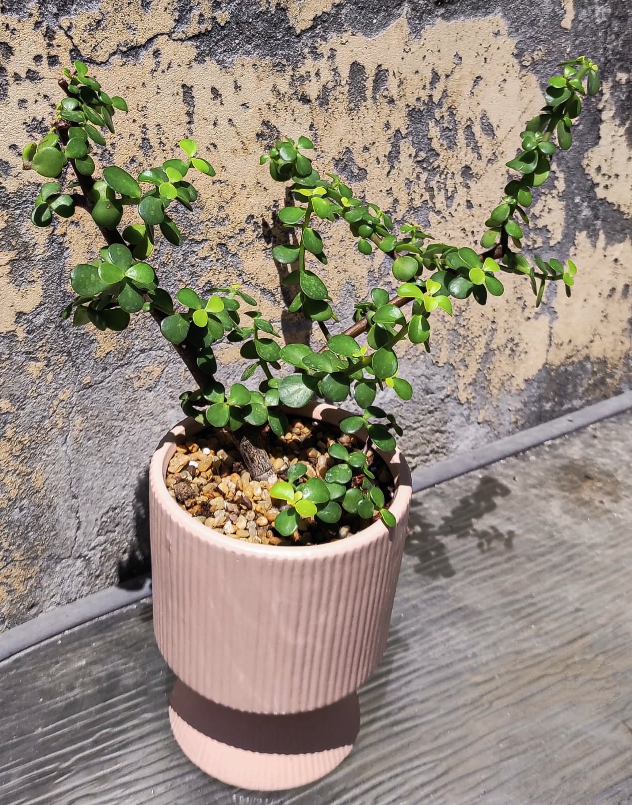 סוקולנטיים וקקטוסים מעוצבים