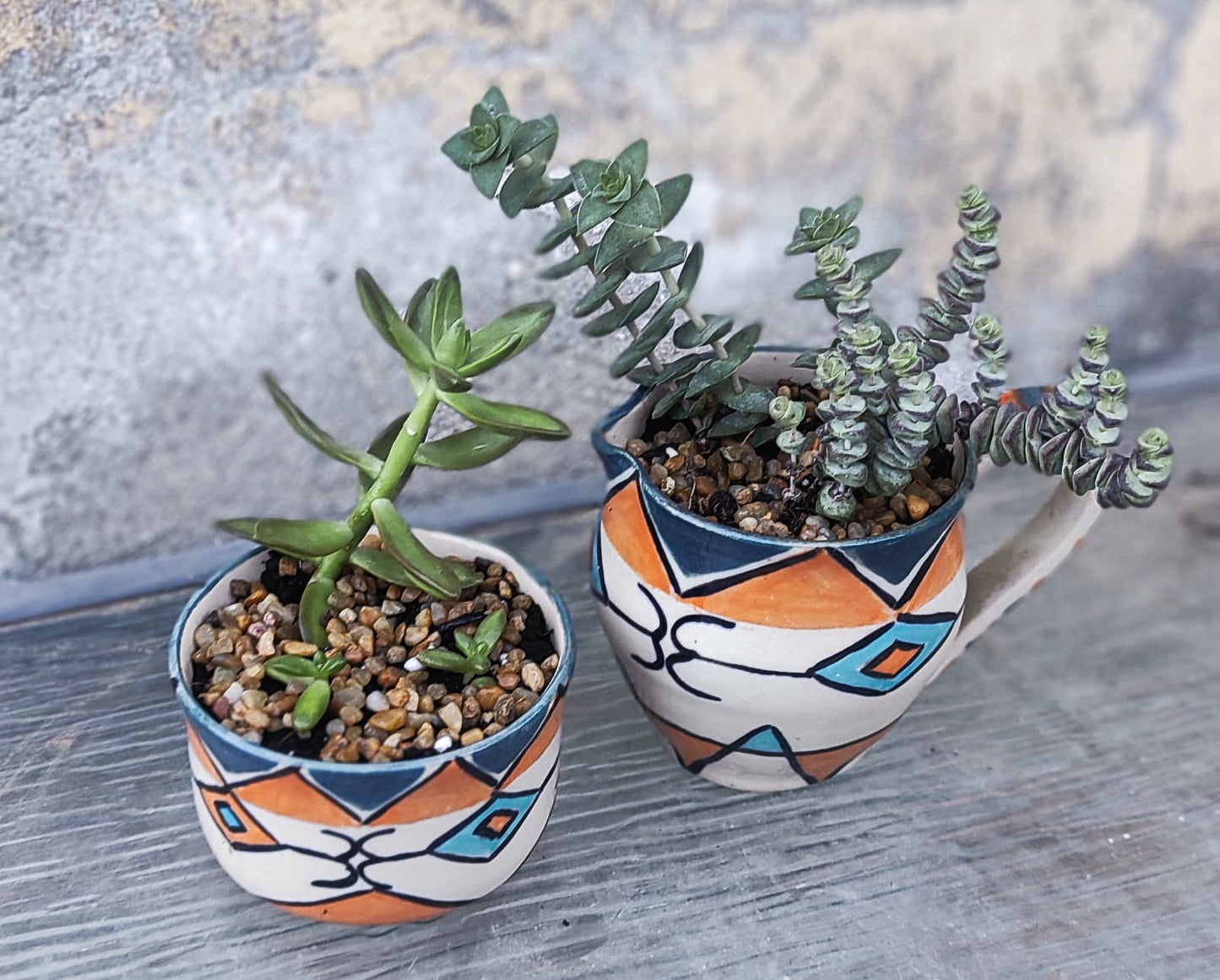 סוקולנטיים וקקטוסים מעוצבים