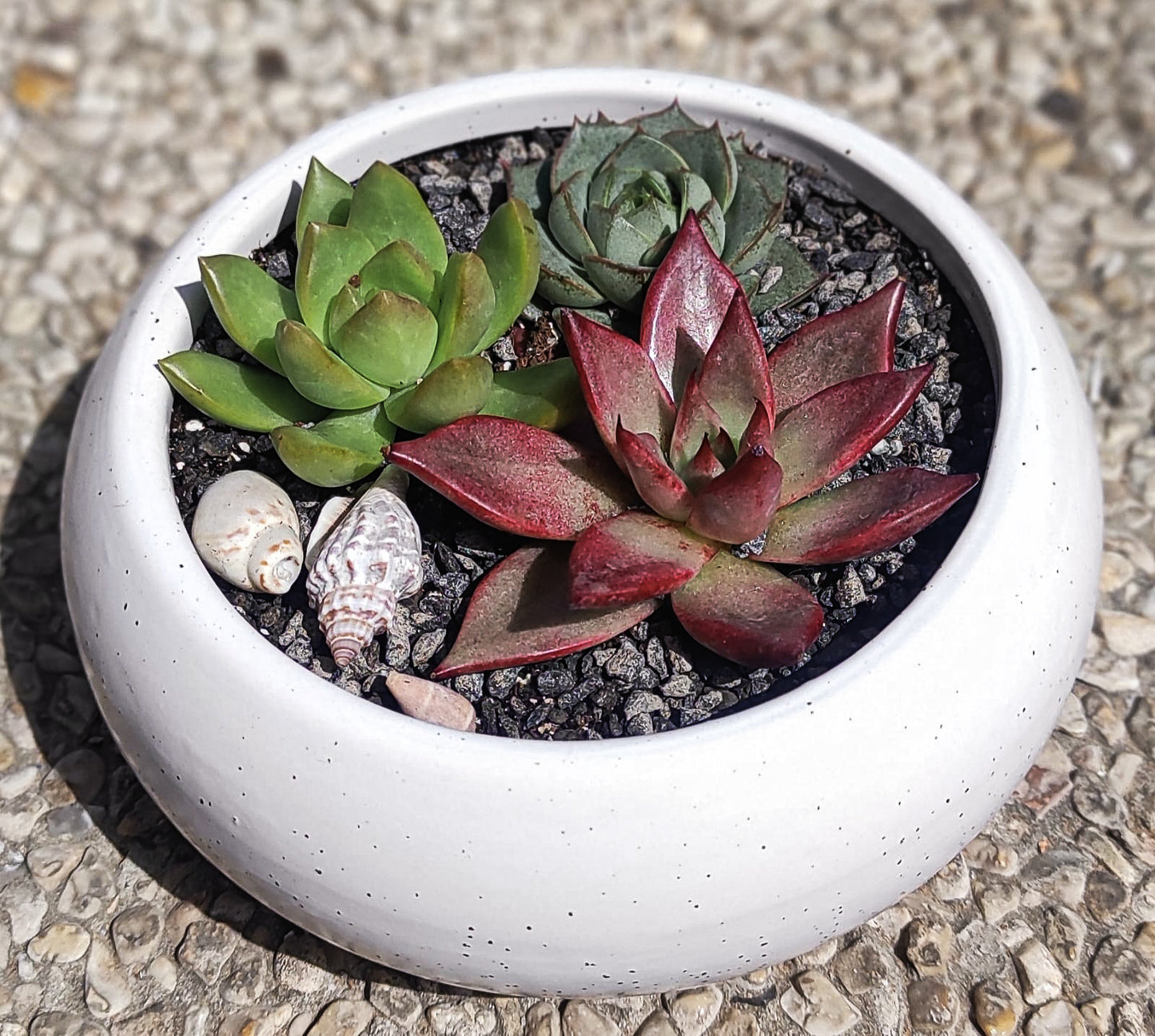 סוקולנטיים וקקטוסים מעוצבים