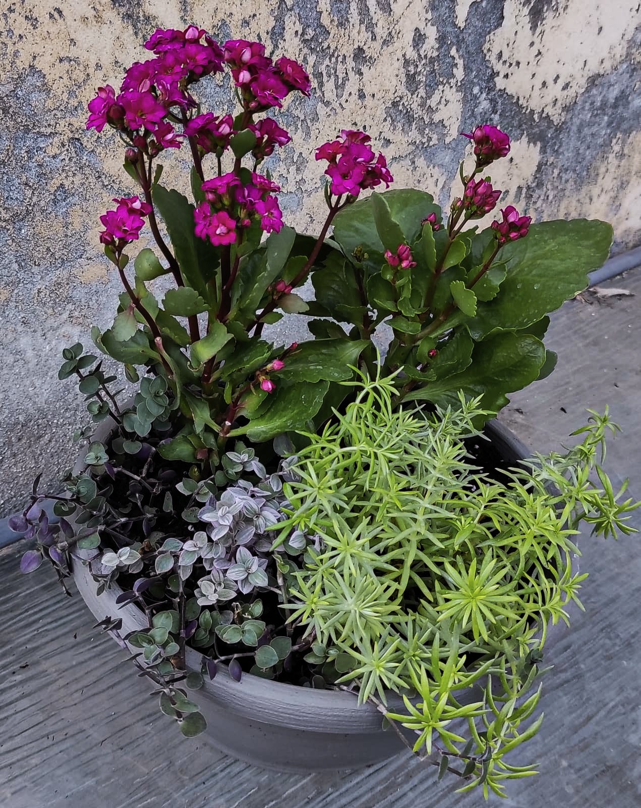 סוקולנטיים בשילוב פרחים מעוצבים