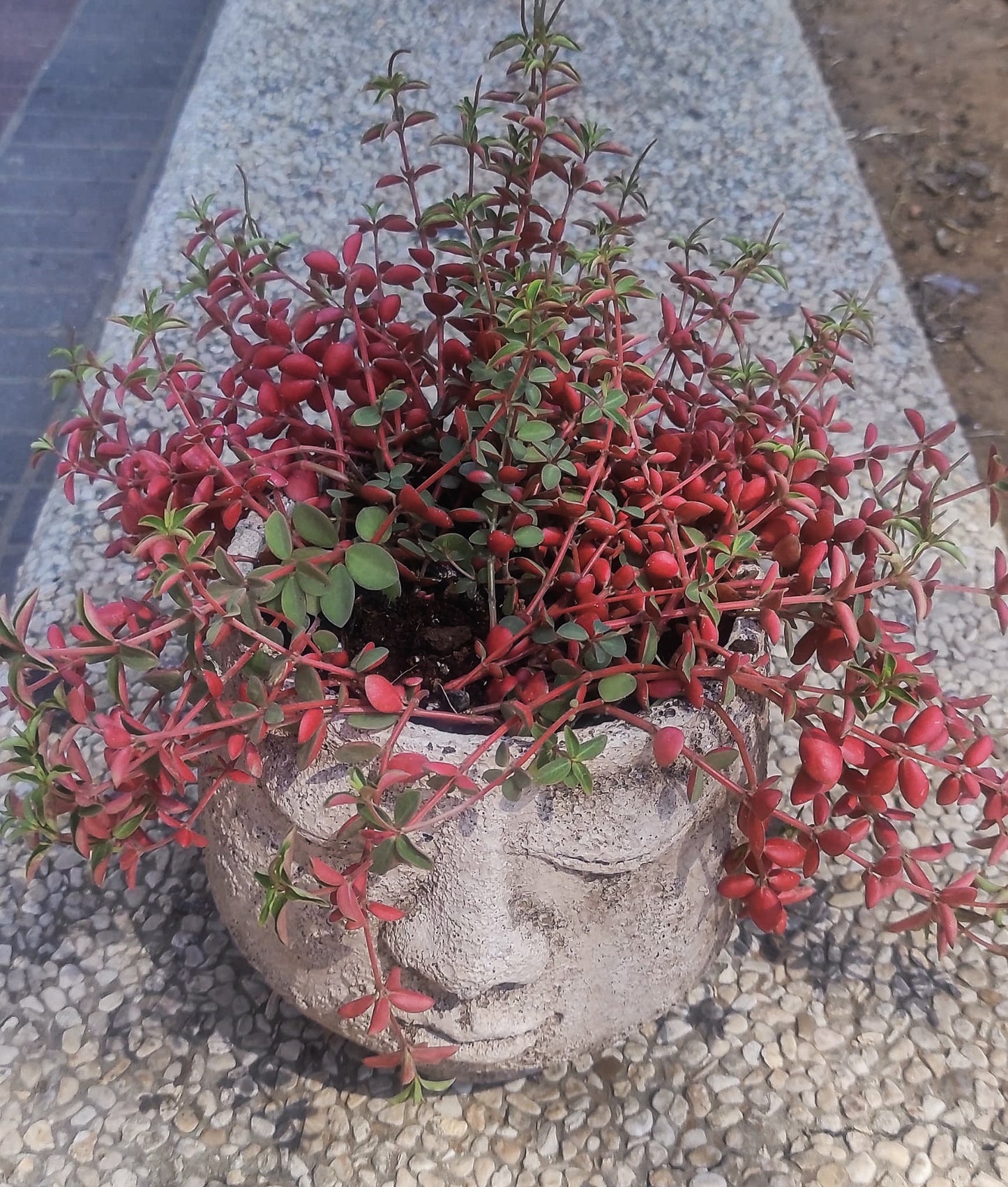 סוקולנט מעוצב בראש אבן