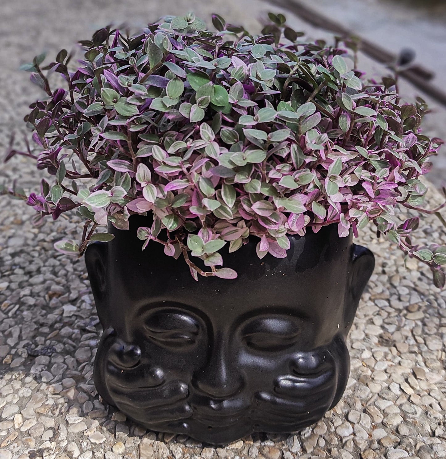 סוקולנטיים וקקטוסים מעוצבים