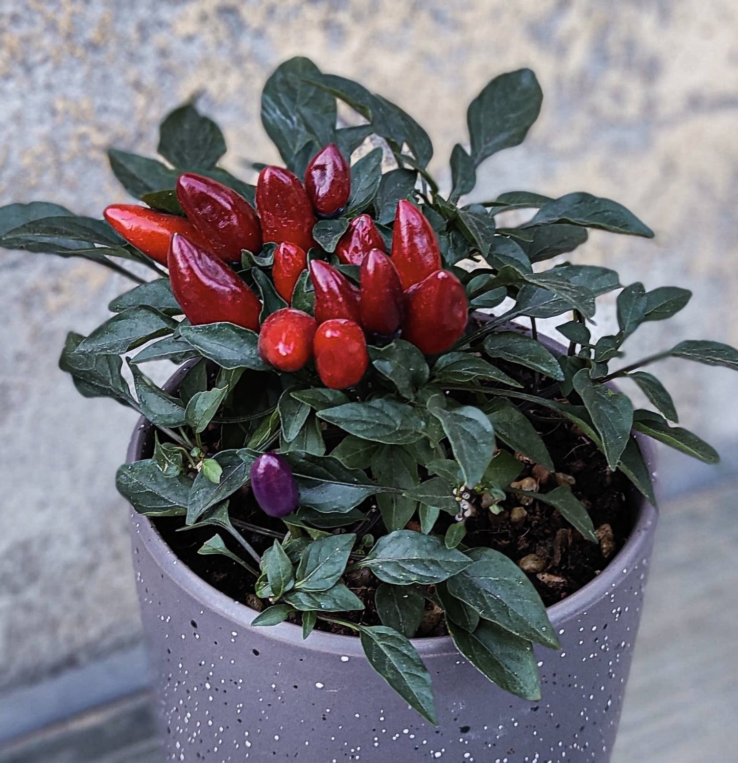 פלפל ייחודי קטן בכלי חרס