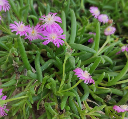 ראש דלוספרמה