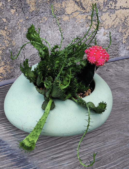 סוקולנטיים וקקטוסים מעוצבים