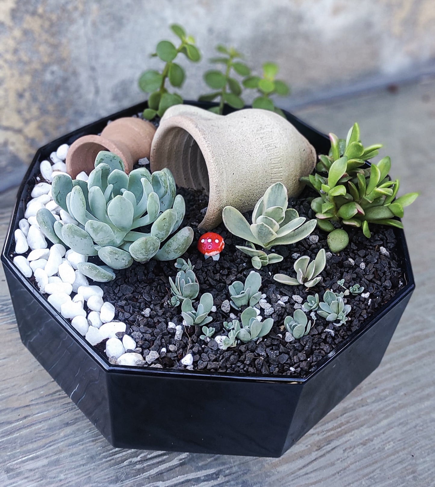 סוקולנטיים וקקטוסים מעוצבים