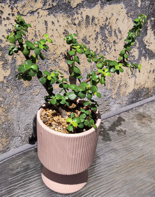 סוקולנטיים וקקטוסים מעוצבים