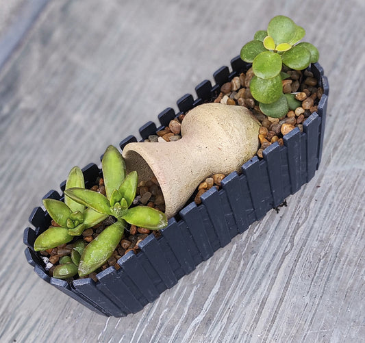 סוקולנטיים וקקטוסים מעוצבים