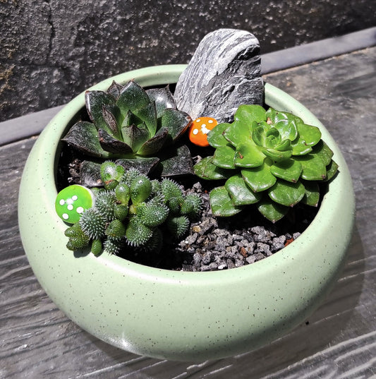 סוקולנטיים וקקטוסים מעוצבים